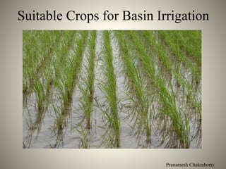 Pranamesh Chakraborty
Suitable Crops for Basin Irrigation
 