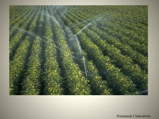 Pranamesh Chakraborty
 