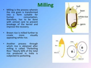 Milling
• Milling is the process wherein
the rice grain is transformed
into a form suitable for
human consumption,
therefore, has to be done
with utmost care to prevent
breakage of the kernel and
improve the recovery.
• Brown rice is milled further to
create more visually
appealing white rice.
• Another process through
which rice is obtained after
milling is called "Parboiling
Rice." Nearly 60% of the total
rice produced in India is
subjected to parboiling.
 