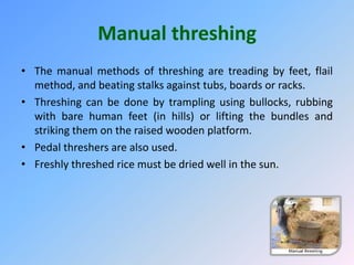 Manual threshing
• The manual methods of threshing are treading by feet, flail
method, and beating stalks against tubs, boards or racks.
• Threshing can be done by trampling using bullocks, rubbing
with bare human feet (in hills) or lifting the bundles and
striking them on the raised wooden platform.
• Pedal threshers are also used.
• Freshly threshed rice must be dried well in the sun.
 