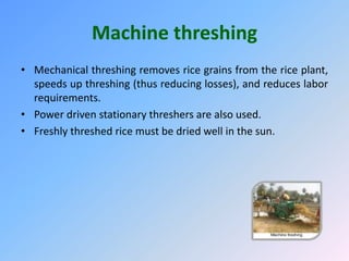 Machine threshing
• Mechanical threshing removes rice grains from the rice plant,
speeds up threshing (thus reducing losses), and reduces labor
requirements.
• Power driven stationary threshers are also used.
• Freshly threshed rice must be dried well in the sun.
 