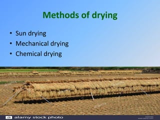 Methods of drying
• Sun drying
• Mechanical drying
• Chemical drying
 