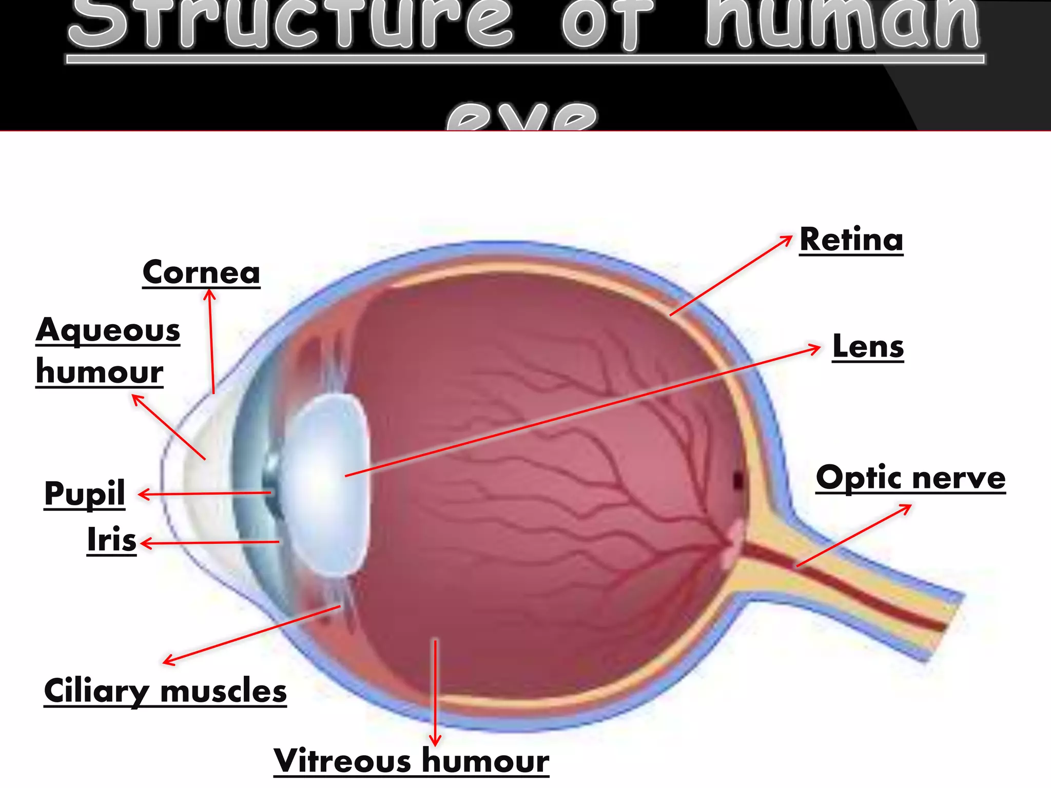 HUMAN EYE AND ITS DEFECTS | PPTX