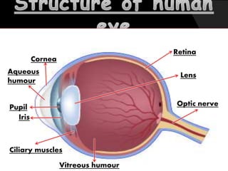 HUMAN EYE AND ITS DEFECTS | PPTX