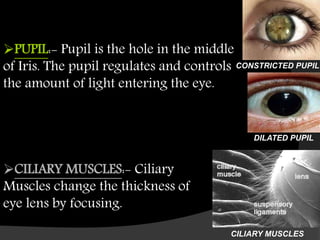 CILIARY MUSCLES:- Ciliary
Muscles change the thickness of
eye lens by focusing.
CILIARY MUSCLES
DILATED PUPIL
CONSTRICTED PUPIL
PUPIL:- Pupil is the hole in the middle
of Iris. The pupil regulates and controls
the amount of light entering the eye.
 