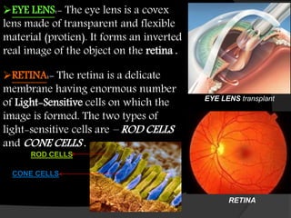 EYE LENS:- The eye lens is a covex
lens made of transparent and flexible
material (protien). It forms an inverted
real image of the object on the retina .
EYE LENS transplant
RETINA:- The retina is a delicate
membrane having enormous number
of Light-Sensitive cells on which the
image is formed. The two types of
light-sensitive cells are – ROD CELLS
and CONE CELLS .
RETINA
ROD CELLS
CONE CELLS
 