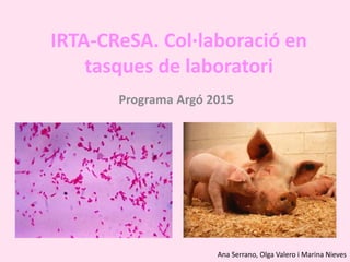 IRTA-CReSA. Col·laboració en
tasques de laboratori
Programa Argó 2015
Ana Serrano, Olga Valero i Marina Nieves
 