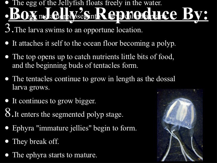 What are some facts about the box jellyfish? wehelpcheapessaydownload