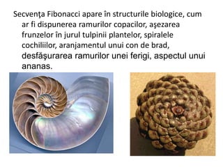 Secvenţa Fibonacci apare în structurile biologice, cum
ar fi dispunerea ramurilor copacilor, aşezarea
frunzelor în jurul tulpinii plantelor, spiralele
cochiliilor, aranjamentul unui con de brad,
desfăşurarea ramurilor unei ferigi, aspectul unui
ananas.
 