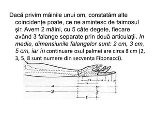 Dacă privim mâinile unui om, constatăm alte
coincidenţe poate, ce ne amintesc de faimosul
şir. Avem 2 mâini, cu 5 câte degete, fiecare
având 3 falange separate prin două articulaţii. In
medie, dimensiunile falangelor sunt: 2 cm, 3 cm,
5 cm, iar în continuare osul palmei are circa 8 cm (2,
3, 5, 8 sunt numere din secvenţa Fibonacci).
 