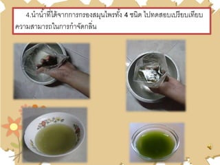 4.นาน้าที่ได้จากการกรองสมุนไพรทั้ง 4 ชนิด ไปทดสอบเปรียบเทียบ
ความสามารถในการกาจัดกลิ่น
 