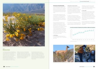 Biodiversidad
La biodiversidad está integrada por
una variedad de formas de vida que
se desarrollan en un ambiente
natural. Por caso, plantas, animales,
microorganismos y su material
genético. Nuestra gestión de
biodiversidad se extiende a lo largo
de una superficie de 1.400 ha
comprendidas por el área minera.
Dada la importancia del hábitat
ecológico, buscamos mitigar las
posibles consecuencias que puedan
afectarlo. Para ello, implementamos
programas ambientales, tales como
la revegetación con especies
nativas, o la reforestación.
En el área del proyecto no se
registran especies en peligro de
extinción incluidas en la Lista Roja
de la Unión Internacional para la
Conservación de la Naturaleza y los
Recursos Naturales, ni se desarrollan
áreas de protección de especies de
flora y fauna.
Monitoreos de biodiversidad
Los impactos potenciales y reales
sobre el ecosistema deben cono-
cerse con el fin de tomar medidas
preventivas de manejo, acciones
correctivas ante alertas tempranas
y de restauración de zonas impac-
tadas.
Es clave poder estudiarlos y rela-
cionar las comunidades terrestres
y acuáticas con las variables físi-
co-químicas de las aguas en las
diferentes estaciones, e identificar
especies de interés prioritario para
la conservación.
Los monitoreos consisten en la
búsqueda, identificación y rele-
vamiento de mamíferos, anfibios,
reptiles, aves, limnología, peces y
flora autóctona para obtener índices
de abundancia. Los realizan un
conjunto de biólogos de diferentes
universidades del país y participan
también autoridades de la Secreta-
ría de Estado de Minería de Cata-
marca y de Tucumán para certificar
los métodos de trabajo.
▶ Mamíferos
Hay 36 especies detectadas en la
zona del sitio de mina y la quebrada
de Vis Vis.
▶ Ríos que cruzan el ducto
El objetivo es monitorear los pará-
metros físico-químicos y el estado
de las comunidades biológicas
(limnología e ictiología) a lo largo de
los puntos establecidos en el área
de mina y durante el recorrido del
mineraloducto, que atraviesa 10 ríos
y 3 arroyos.
En cada uno de los puntos de
muestreo se realizaron mediciones
in situ de los principales parámetros
físico-químicos: pH, oxígeno disuel-
to, conductividad y temperatura.
También se recolectaron muestras.
En cuanto a la composición taxonó-
mica se verificó una identidad de las
especies (algas) similar a la de años
anteriores. Los valores de riqueza
y diversidad fueron considerable-
mente más elevados debido al buen
estado de los cursos de agua.
▶ Canal DP2
Se monitorea el canal aguas arriba
y aguas debajo de la descarga del
efluente de Alumbrera. La infor-
mación identificada durante dos
décadas permite recopilar informa-
ción de flora y fauna para la Línea de
Base Ambiental, a fin de apoyar el
trabajo de futuras generaciones en
el largo plazo.
En los muestreos de macroinverte-
brados se identificaron y clasificaron
750 individuos correspondientes a
21 familias.
Curva de acumulación de especies de mamíferos en Bajo de la Alumbrera
40
35
30
25
20
15
10
5
0
Fuente: Minera Alumbrera
2006 2007 2008 2009 2010 2011 2012 2013 2015 2016 2017
Nºacumuladodeespeciesdetectadas
16
19
22
26 26 26
32 33
35 35 36
Senna Aphylla, una de las especies nativas que ha tenido mejor desempeño en el Programa de Revegetación.
Biólogos toman muestras de fitoplancton en el río Pisa Vil.El guanaco es una de las 36 especies detectadas en la zona del sitio de mina.
ODS 15
58 59Minera Alumbrera • Informe de Sostenibilidad 2017Minera Alumbrera • Informe de Sostenibilidad 2017
	 Manejo de la sustentabilidad 	 Los temas relevantes del negocio 	 Sobre este informe
 