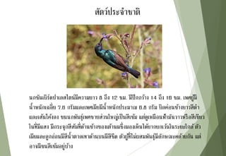 นกซันเบิร์ดปาเลสไตน์มีความยาว 8 ถึง 12 ซม. มีปีกกว้าง 14 ถึง 16 ซม. เพศผู้มี
น้าหนักเฉลี่ย 7.6 กรัมและเพศเมียมีน้าหนักประมาณ 6.8 กรัม บิลค่อนข้างยาวสีดา
และเส้นโค้งลง ขนนกพันธุ์เพศชายส่วนใหญ่เป็นสีเข้ม แต่ดูเหมือนฟ้ามันวาวหรือสีเขียว
ในที่มีแสง มีกระจุกสีส้มที่ด้านข้างของเต้านมซึ่งมองเห็นได้ยากยกเว้นในระยะใกล้ตัว
เมียและลูกอ่อนมีสีน้าตาลเทาด้านบนมีสีซีด ตัวผู้ที่ไม่ผสมพันธุ์มีลักษณะคล้ายกัน แต่
อาจมีขนสีเข้มอยู่บ้าง
สัตว์ประจาชาติ
 