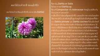 ดอกไม้ประจาชาติ ของแม็กซิโก
ดอกไม้ประจาชาติของเม็กซิโกคือ ดอกดาเลีย(Dahlia)
ชื่อสามัญ Dahlia or Dalia
ชื่อวิทยาศาสตร์Dahlia sp.
ชื่อวงศ์Compositae หรือ Asteraceae จัดอยู่ในวงศ์เดียวกัน
กับเบญจมาศ และเยอบีร่า
ดาเลีย มีถิ่นกาเนิดบนที่สูงของเม็กซิโก และอเมริกากลาง ส่วนในอเมริกา
ใต้อาจพบได้บ้าง สาหรับพันธุ์ที่ปลูกกันอยู่ทั่วไปมักเป็นพันธุ์ผสมที่ได้มา
จาก Dahlia pinnate และ Dahlia cocinea ซึ่งในเมืองไทยก็
มีการปลูกดาเลียกันมาช้านานแล้ว มักนิยมปลูกเป็นไม้ประดับสวน ไม้
กระถาง หรือไม้ตัดดอกดาเลียเป็นไม้พุ่ม ส่วนบางชนิดก็เป็นแบบไม้เลื้อย
ลาต้นเป็นแบบตั้งตรงแตกกิ่งก้านสาขามากมาย ภายในลาต้นจะกลวง
รากมีลักษณะคล้ายหัว ลักษณะของดอกจะคล้ายกับดอกเบญจมาศ มี
อยู่ด้วยกันหลายสี เช่น ชมพู น้าเงิน ขาว แดง แสด ส้ม ม่วง และเหลือง
เป็นต้น มีก้านช่อดอกแข็งแรง เกสรตัวผู้และตัวเมียจะอยู่ในดอกเดียวกัน
ลักษณะของกลีบดอกในบางชนิดอาจแผ่กว้าง หรือบางชนิดอาจห่อตัว
เป็นหลอดก็ได้กลีบรองดอกด้านในจะติดอยู่กับฐานดอกมีลักษณะเป็น
แผ่นบางๆ เรียงกันอยู่อย่างเป็นระเบียบ ส่วนขนาดกลีบรองดอกด้านนอก
จะเล็กกว่าด้านใน เมล็ดของดาเลียจะเป็นรูปไข่เล็กๆ
 