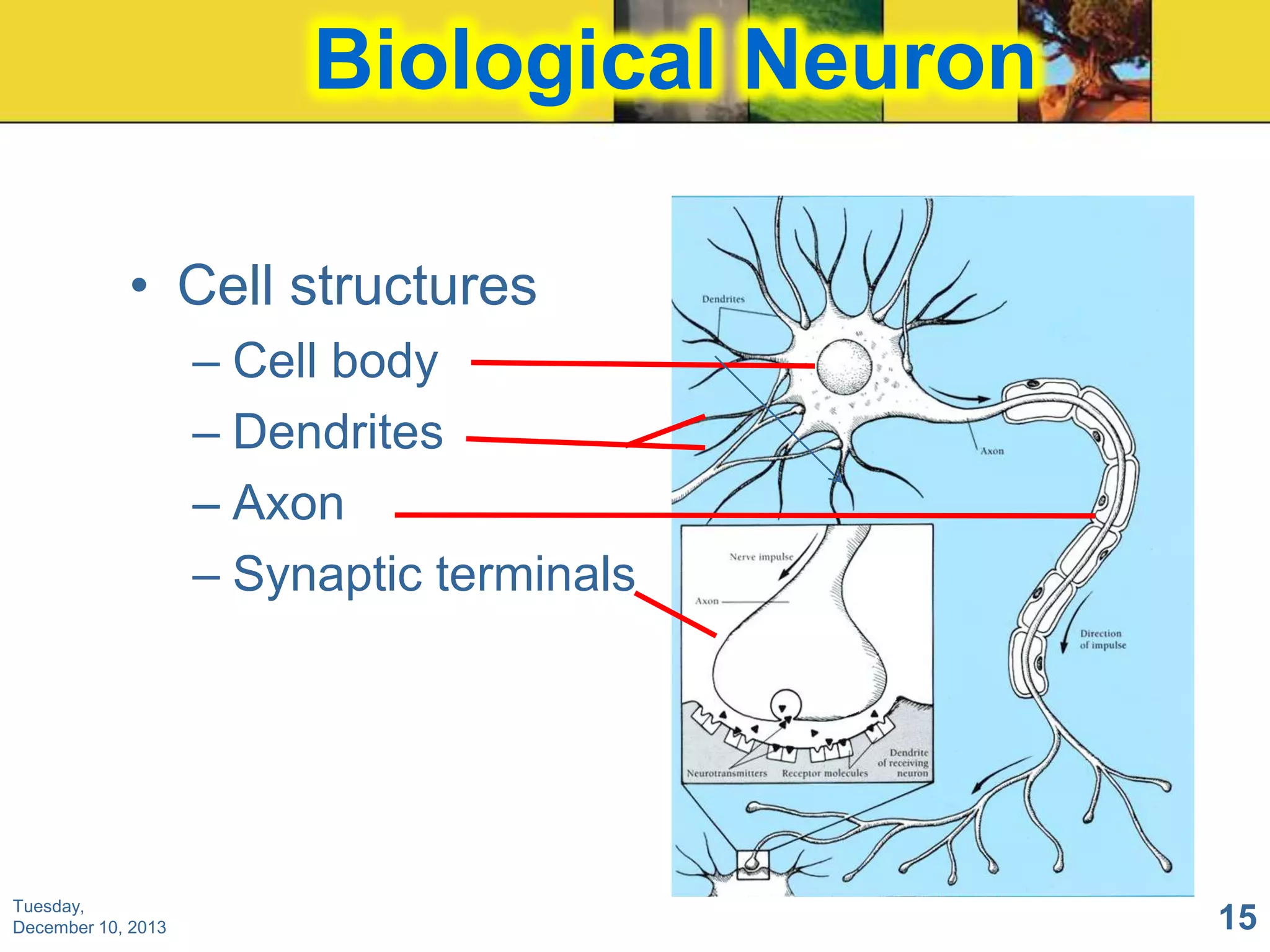 Biological Neuron
• Cell structures
– Cell body
– Dendrites
– Axon
– Synaptic terminals

Tuesday,
December 10, 2013

15

 