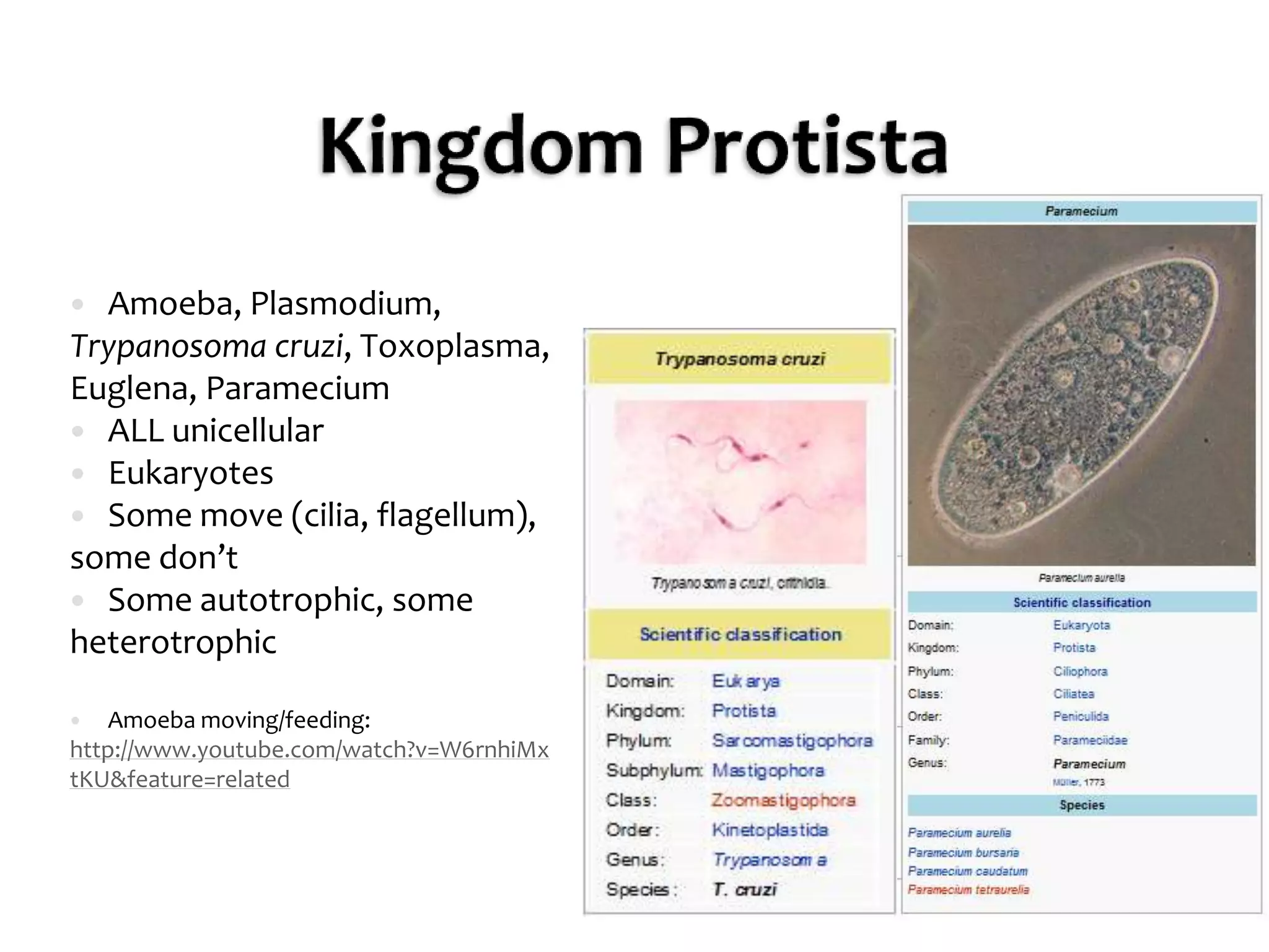 Kingdom ProtistaAmoeba, Plasmodium, Trypanosomacruzi, Toxoplasma, Euglena, ParameciumALL unicellularEukaryotesSome move (cilia, flagellum), some don’tSome autotrophic, some heterotrophicAmoeba moving/feeding: http://www.youtube.com/watch?v=W6rnhiMxtKU&feature=related
