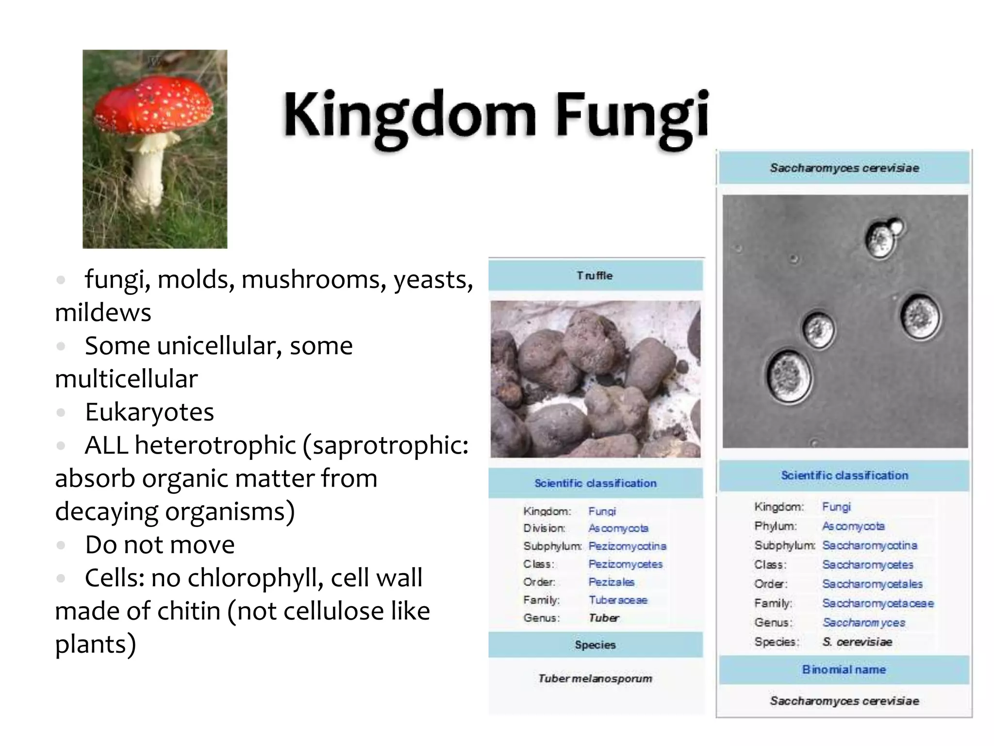 Kingdom Fungifungi, molds, mushrooms, yeasts, mildewsSome unicellular, some multicellularEukaryotesALL heterotrophic (saprotrophic: absorb organic matter from decaying organisms)Do not moveCells: no chlorophyll, cell wall made of chitin (not cellulose like plants)