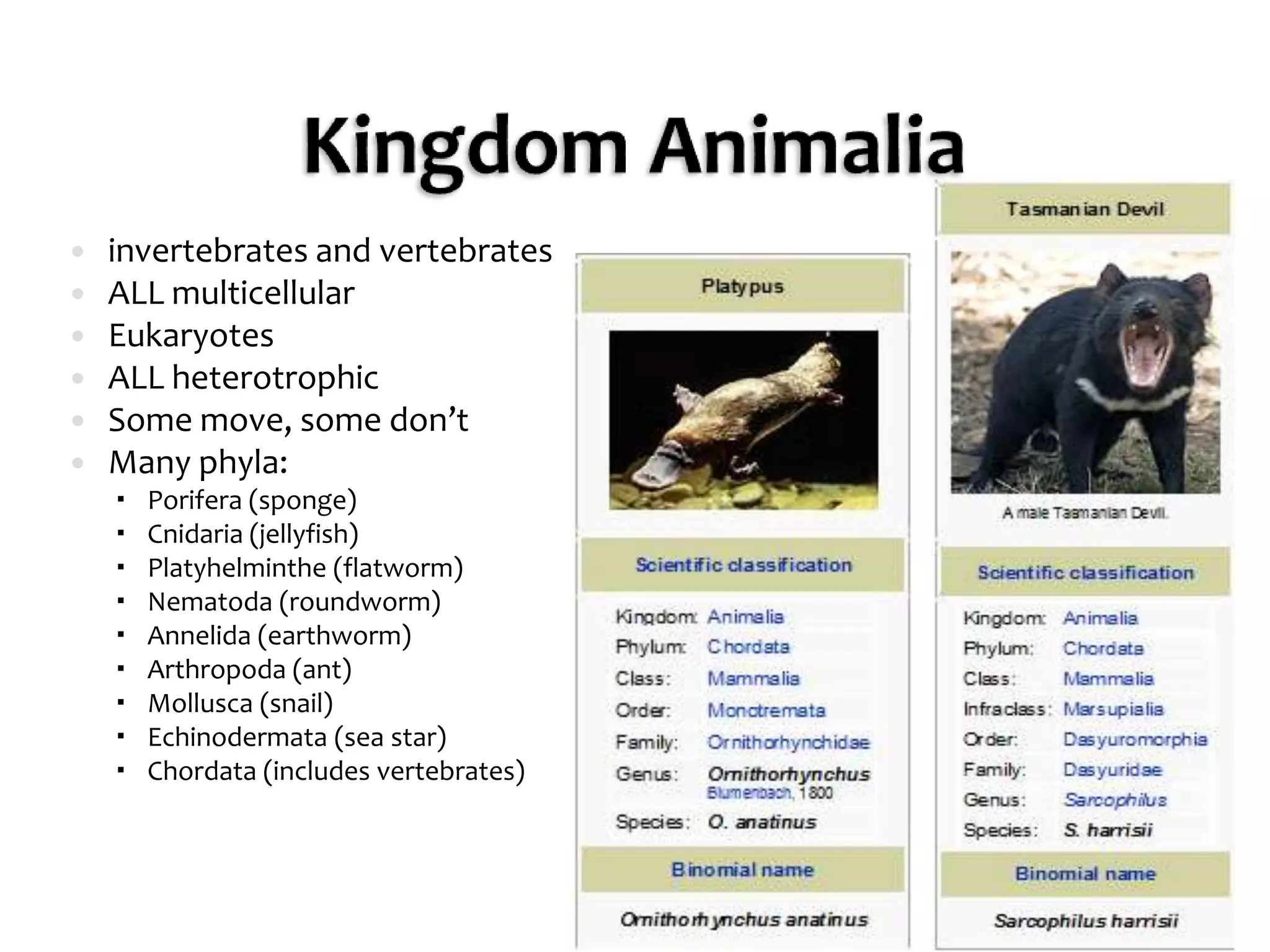 Kingdom Animaliainvertebrates and vertebratesALL multicellularEukaryotesALL heterotrophicSome move, some don’tMany phyla:Porifera (sponge)Cnidaria (jellyfish)Platyhelminthe (flatworm)Nematoda (roundworm)Annelida (earthworm)Arthropoda (ant)Mollusca (snail)Echinodermata (sea star)Chordata (includes vertebrates)