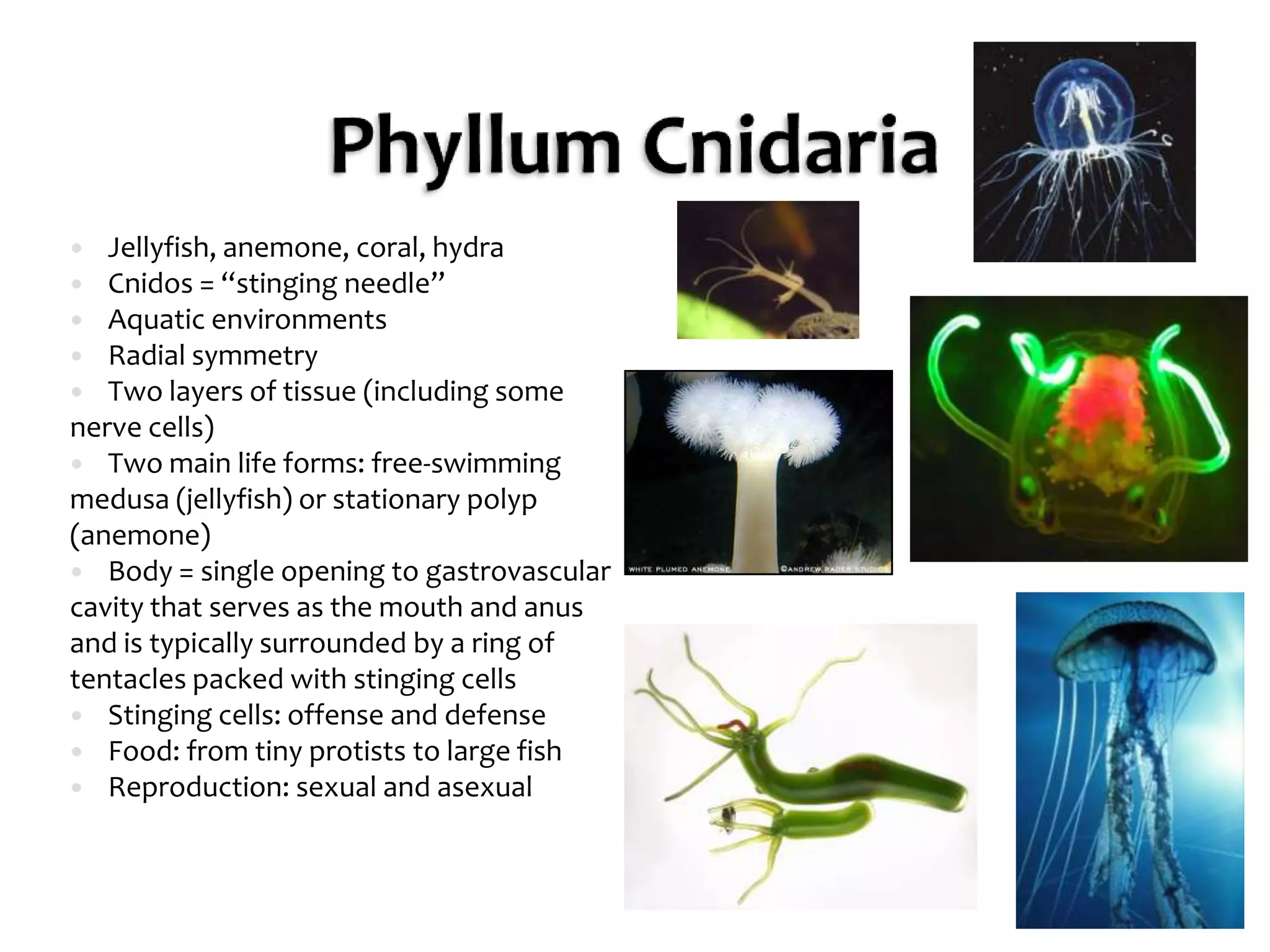 Phyllum CnidariaJellyfish, anemone, coral, hydra Cnidos = “stinging needle”Aquatic environmentsRadial symmetryTwo layers of tissue (including some nerve cells)Two main life forms: free-swimming medusa (jellyfish) or stationary polyp (anemone)Body = single opening to gastrovascular cavity that serves as the mouth and anus and is typically surrounded by a ring of tentacles packed with stinging cells Stinging cells: offense and defenseFood: from tiny protists to large fishReproduction: sexual and asexual