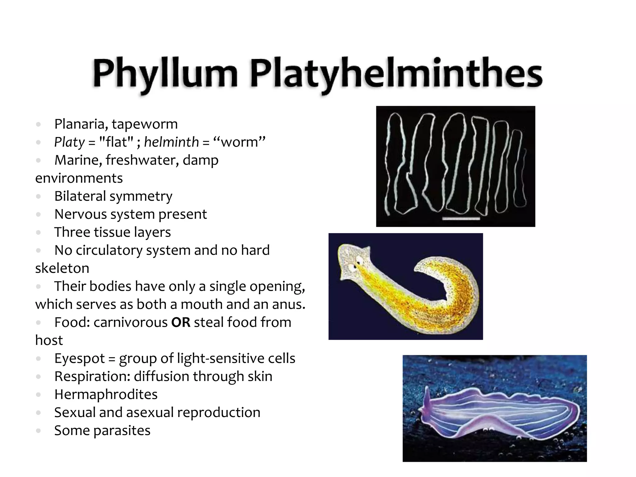 Phyllum PlatyhelminthesPlanaria, tapewormPlaty = "flat" ; helminth = “worm”Marine, freshwater, damp environmentsBilateral symmetryNervous system presentThree tissue layersNo circulatory system and no hard skeletonTheir bodies have only a single opening, which serves as both a mouth and an anus.Food: carnivorous OR steal food from hostEyespot = group of light-sensitive cellsRespiration: diffusion through skinHermaphroditesSexual and asexual reproductionSome parasites