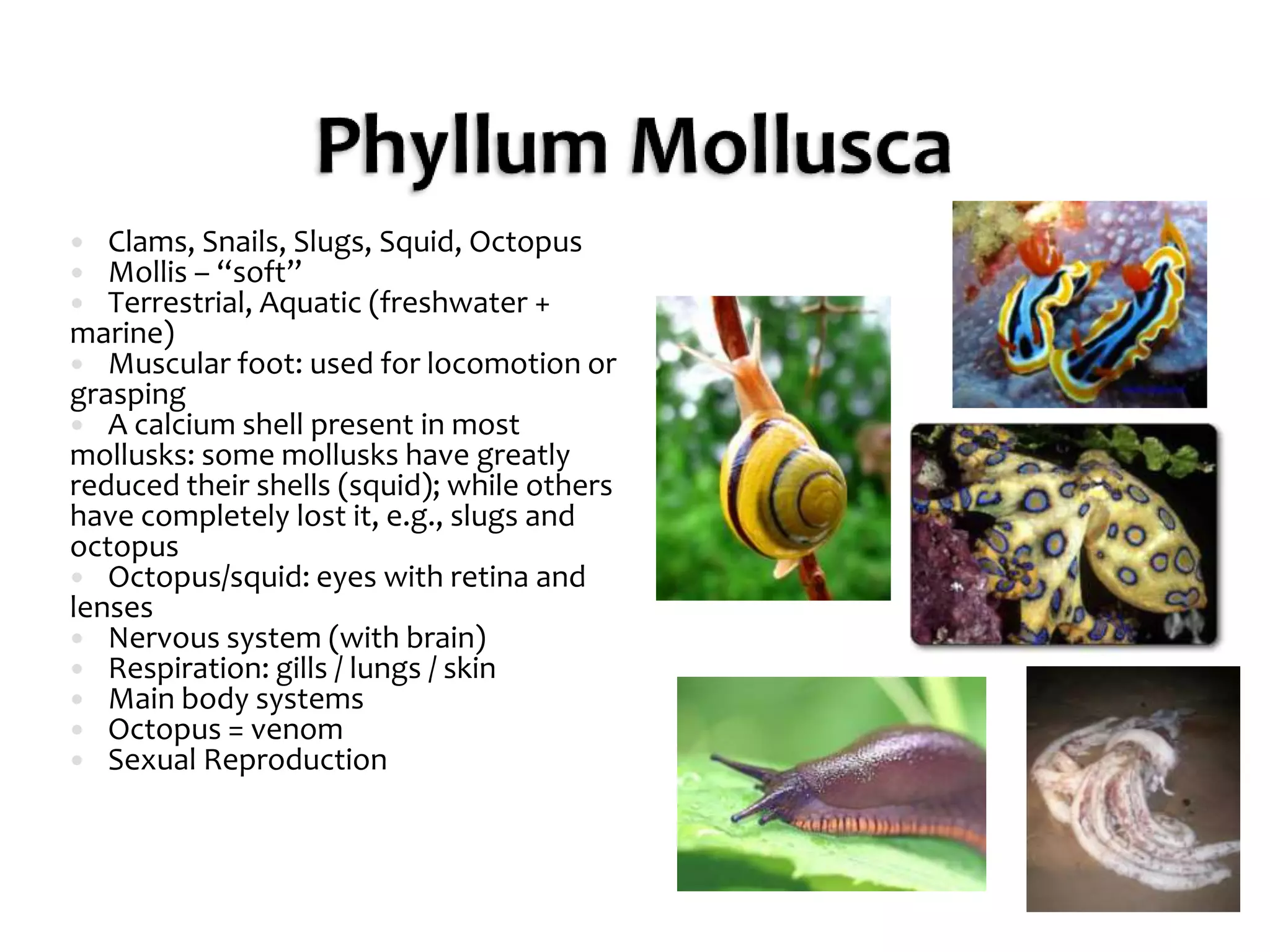 Phyllum MolluscaClams, Snails, Slugs, Squid, OctopusMollis – “soft”Terrestrial, Aquatic (freshwater + marine)Muscular foot: used for locomotion or graspingA calcium shell present in most mollusks: some mollusks have greatly reduced their shells (squid); while others have completely lost it, e.g., slugs and octopusOctopus/squid: eyes with retina and lensesNervous system (with brain)Respiration: gills / lungs / skinMain body systemsOctopus = venomSexual Reproduction