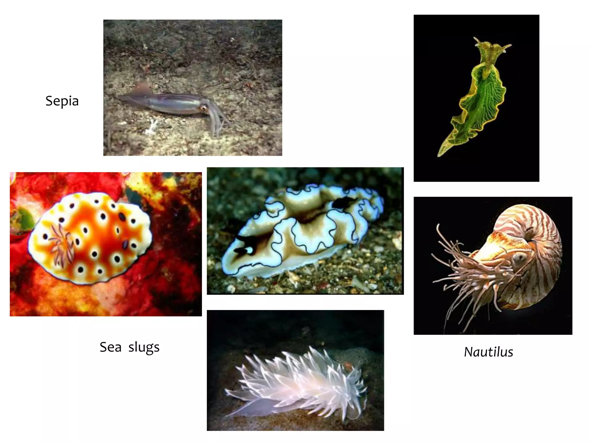 SepiaSea  slugsNautilus