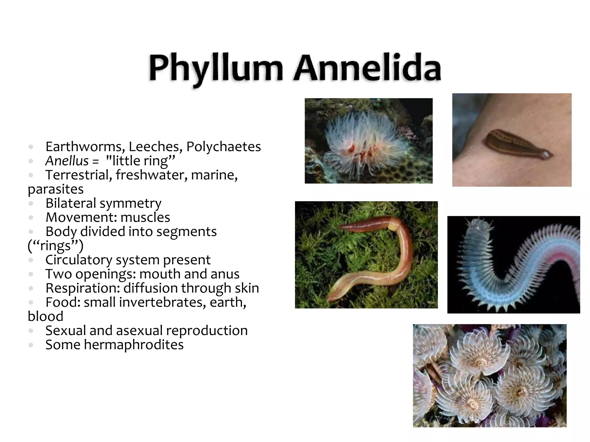 Phyllum AnnelidaEarthworms, Leeches, PolychaetesAnellus =  "little ring”Terrestrial, freshwater, marine, parasitesBilateral symmetryMovement: musclesBody divided into segments (“rings”)Circulatory system presentTwo openings: mouth and anusRespiration: diffusion through skinFood: small invertebrates, earth, bloodSexual and asexual reproductionSome hermaphrodites