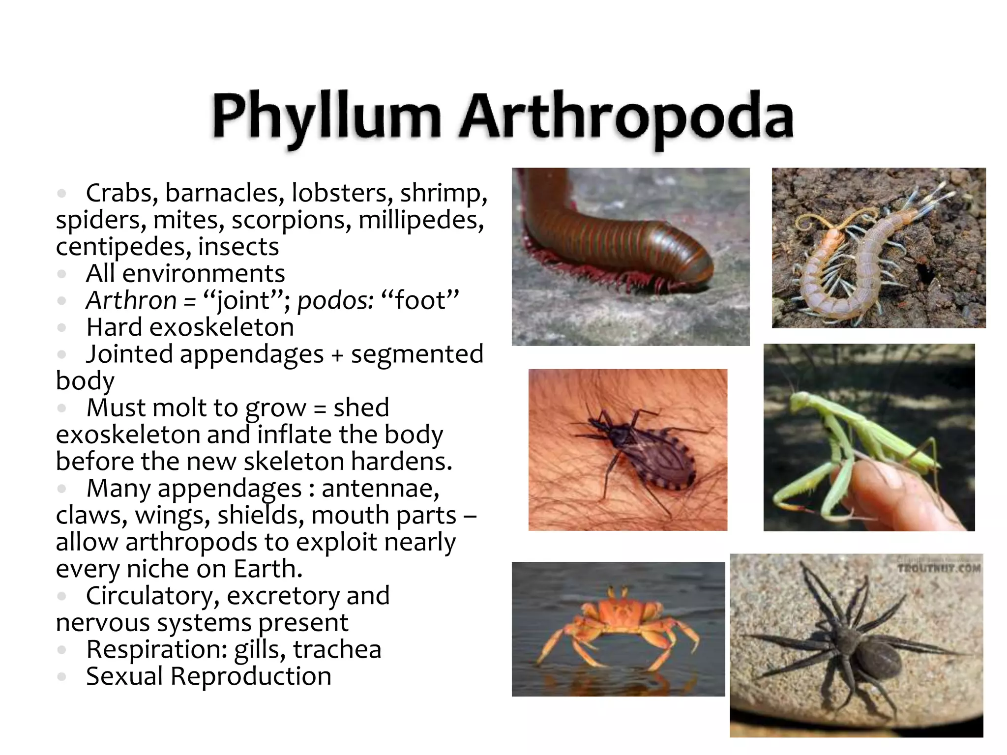Phyllum ArthropodaCrabs, barnacles, lobsters, shrimp, spiders, mites, scorpions, millipedes, centipedes, insectsAll environmentsArthron = “joint”; podos: “foot”Hard exoskeletonJointed appendages + segmented bodyMust molt to grow = shed exoskeleton and inflate the body before the new skeleton hardens. Many appendages : antennae, claws, wings, shields, mouth parts – allow arthropods to exploit nearly every niche on Earth.Circulatory, excretory and nervous systems presentRespiration: gills, trachea Sexual Reproduction