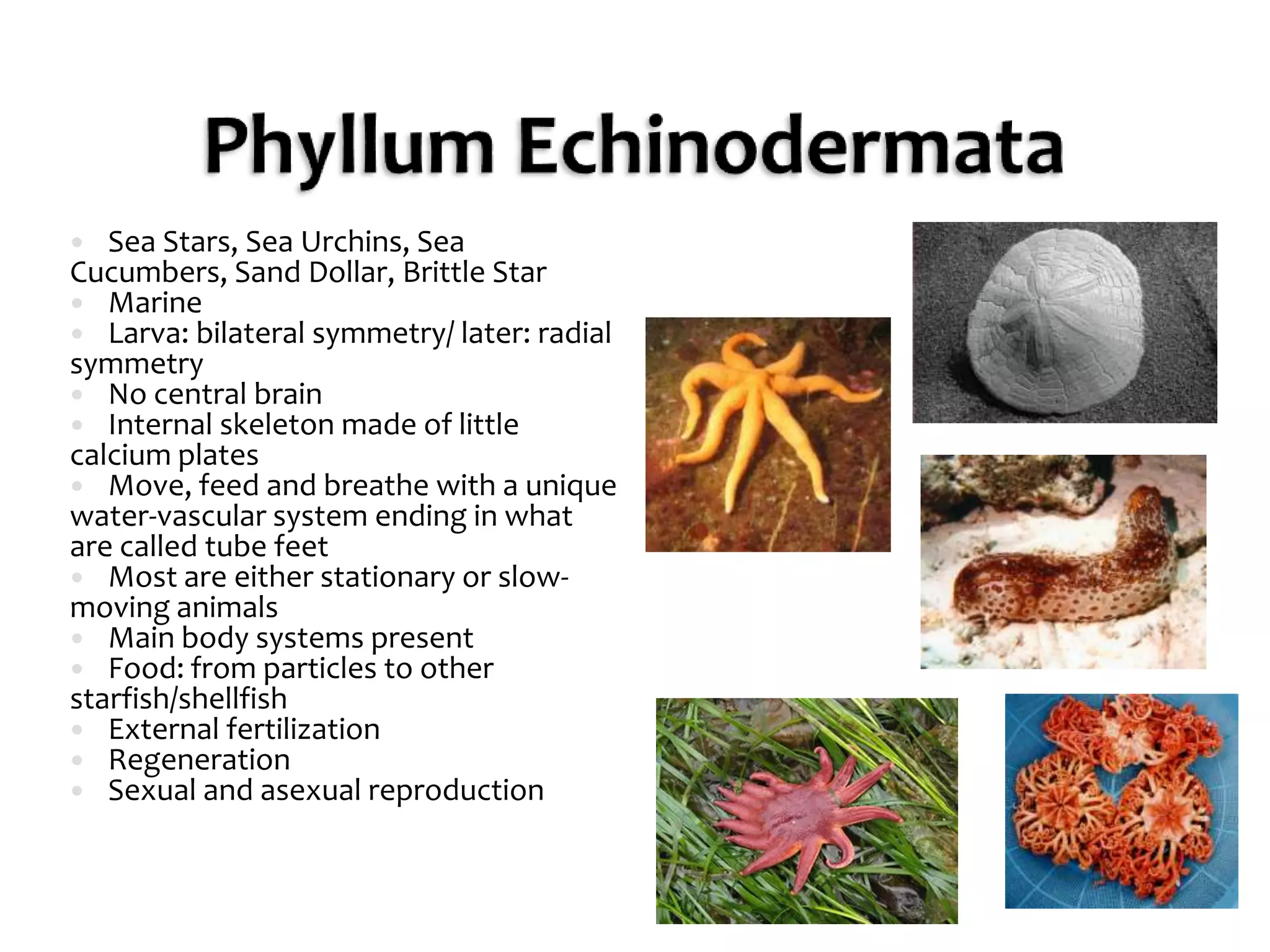 Phyllum EchinodermataSea Stars, Sea Urchins, Sea Cucumbers, Sand Dollar, Brittle StarMarine Larva: bilateral symmetry/ later: radial symmetryNo central brainInternal skeleton made of little calcium platesMove, feed and breathe with a unique water-vascular system ending in what are called tube feetMost are either stationary or slow-moving animalsMain body systems presentFood: from particles to other starfish/shellfishExternal fertilizationRegeneration Sexual and asexual reproduction
