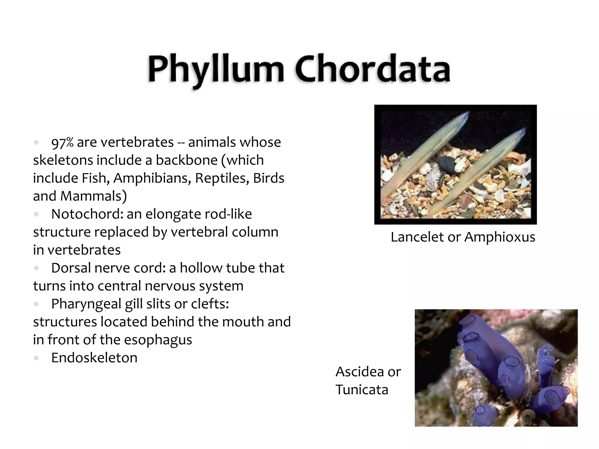 Phyllum Chordata97% are vertebrates -- animals whose skeletons include a backbone (which include Fish, Amphibians, Reptiles, Birds and Mammals)Notochord: an elongate rod-like structure replaced by vertebral column in vertebratesDorsal nerve cord: a hollow tube that turns into central nervous systemPharyngeal gill slits or clefts: structures located behind the mouth and in front of the esophagusEndoskeletonLancelet or AmphioxusAscidea or Tunicata