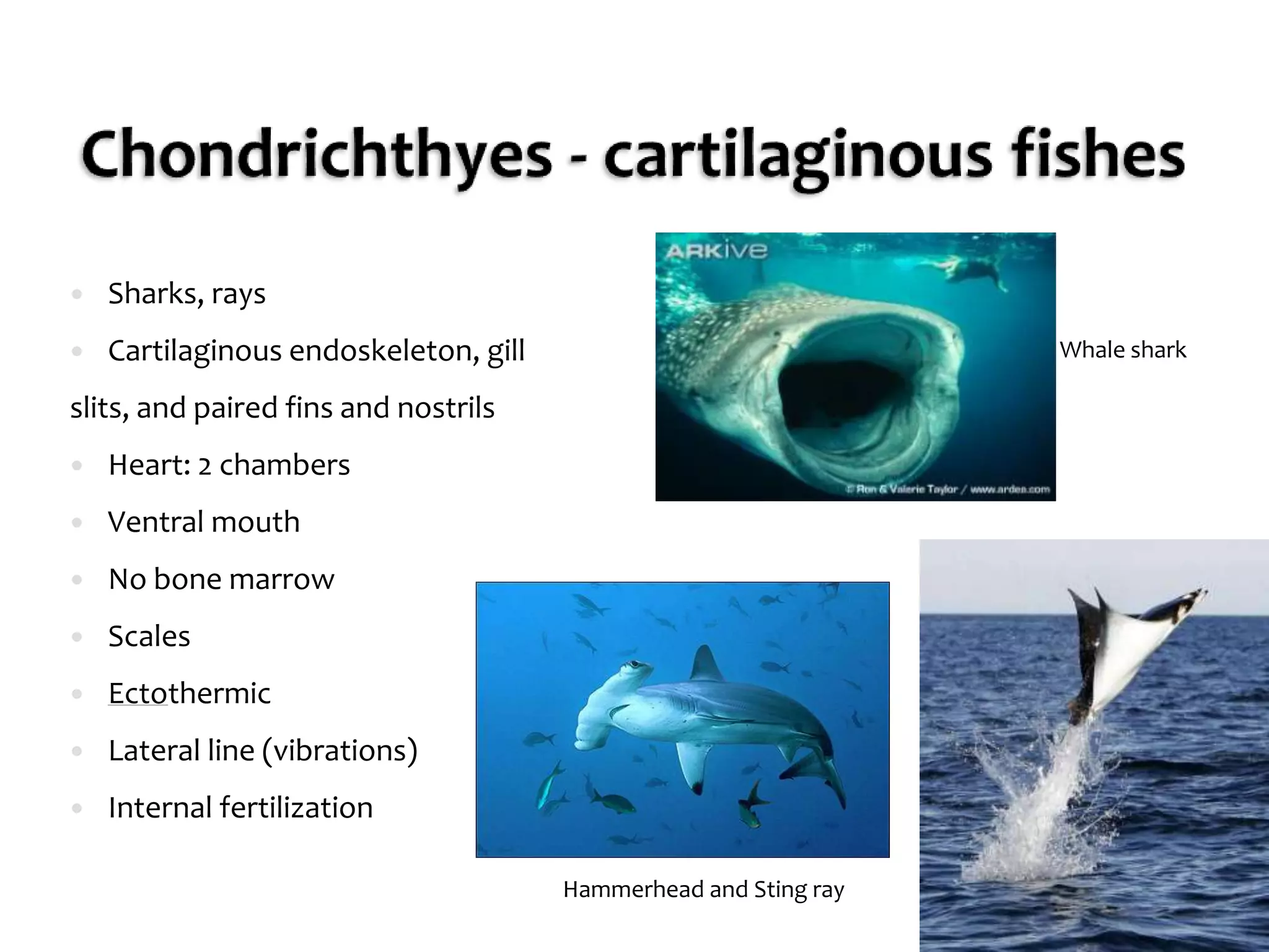 Chondrichthyes - cartilaginous fishes 