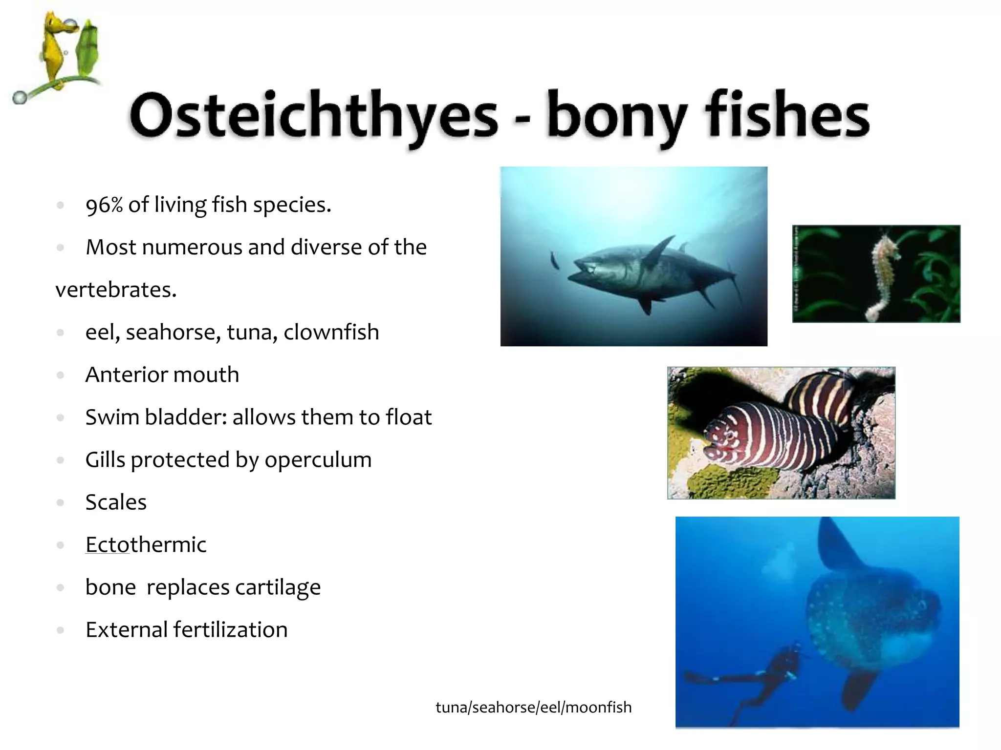 Osteichthyes - bony fishes 