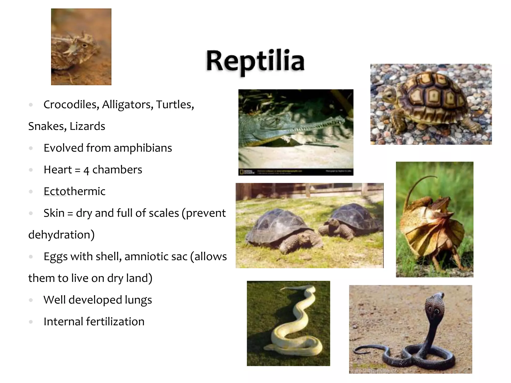 Reptilia - Reptiles 