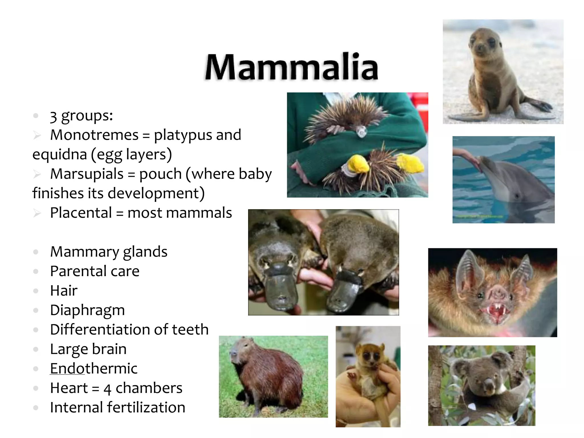 Mammalia – MammalsChondrichthyes - cartilaginous fishes Sharks, raysCartilaginous endoskeleton, gill slits, and paired fins and nostrilsHeart: 2 chambersVentral mouthNo bone marrowScales EctothermicLateral line (vibrations)Internal fertilizationWhale sharkHammerhead and Sting ray