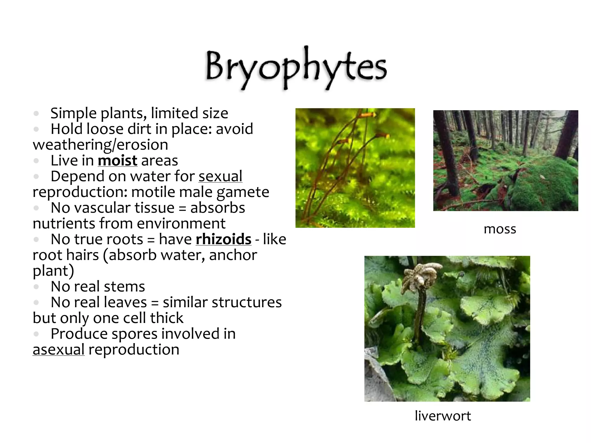 Amphibia - Amphibians There are three living amphibian groups: Frogs and toads 