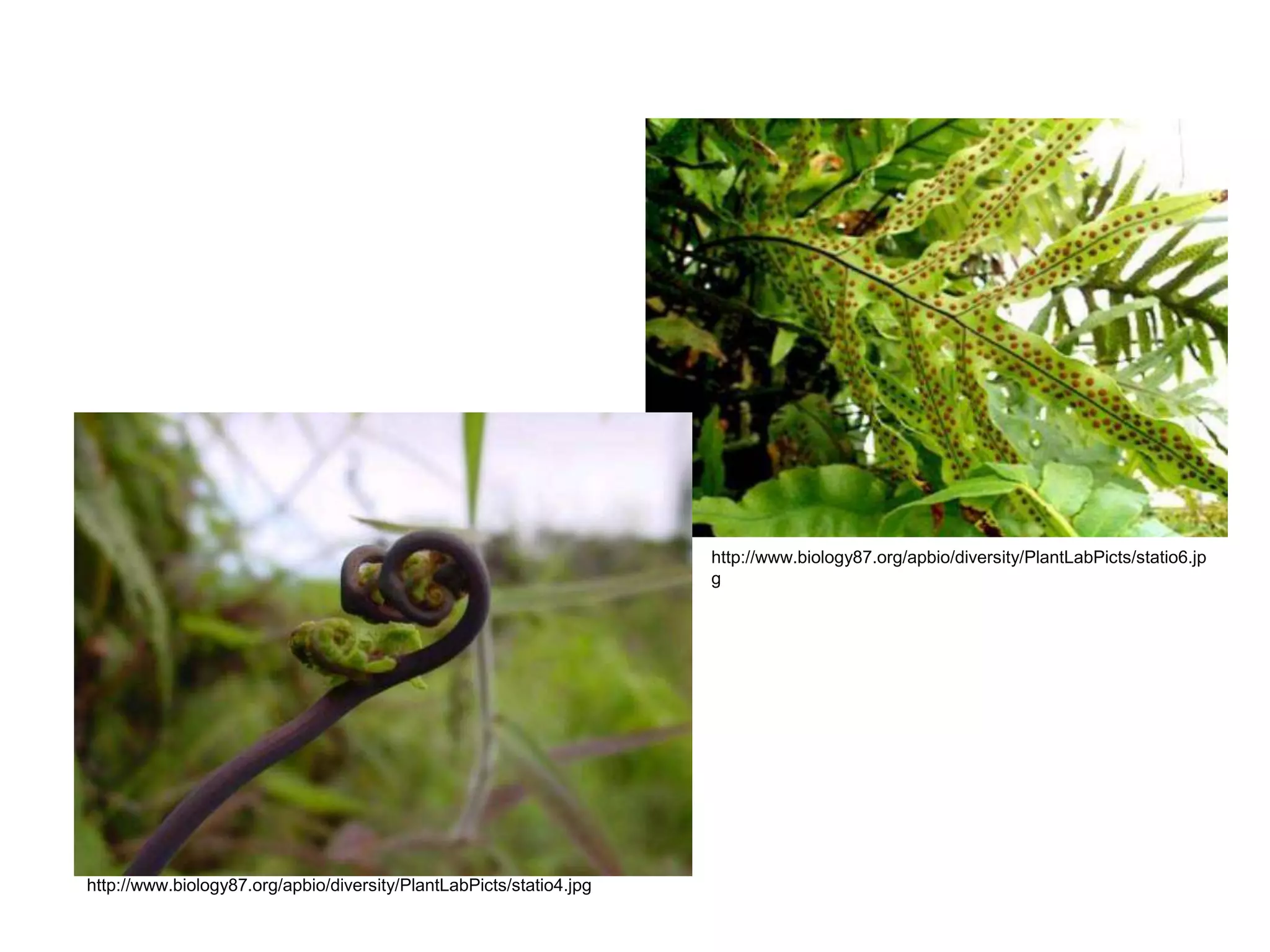 Caecilians Originated from  fishesAll have bony endoskeletons and usually four legsEctothermicMetamorphosis (some species)All require water at some stage in the life cycle.Most shed their eggs into water, which is also home to a free-swimming larval stage.Respiration: gills, lungs (less efficient) , skinWET skin = respiratory organ (usually thin and sometimes supplied with glands that produce toxins)Heart:  3 chambers External fertilizationEardrumsVocal cordsCaecilia – vestigial eyes + no legs