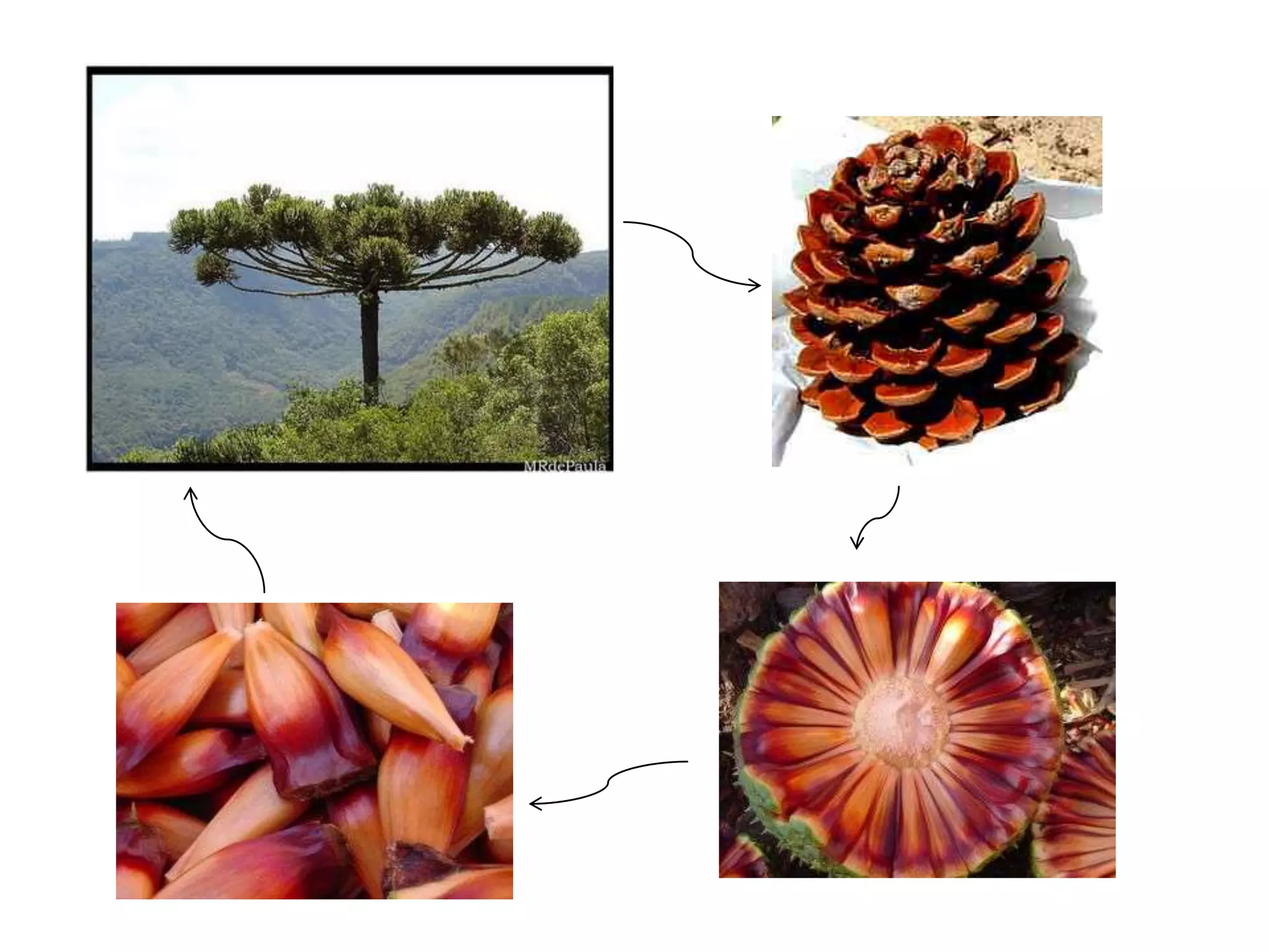 BirdsPenguin, Kiwi, Hawk, Ostrich Eggs amnion: can develop on landHeart – 4 chambersInternal fertilizationEndothermicMuscular stomach with stones for grinding foodOil gland (help some float in water)Flight adaptations:Feathers – insulation/flightHollow bonesToothlessStrong musclesNo bladder (why do you think?) Lungs with air sacsCerebellum developed (balance)Good visionMembrane covering eye (not eyelid)Some binocular vision (hunters)Blue-footedBoobyBirdkiwiHarpia
