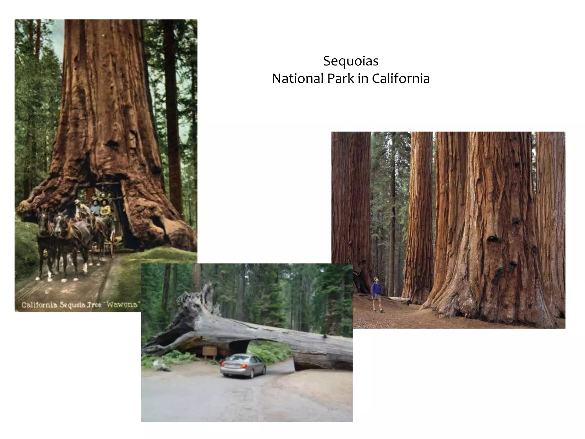 Mammalia3 groups:Monotremes = platypus and equidna (egg layers)