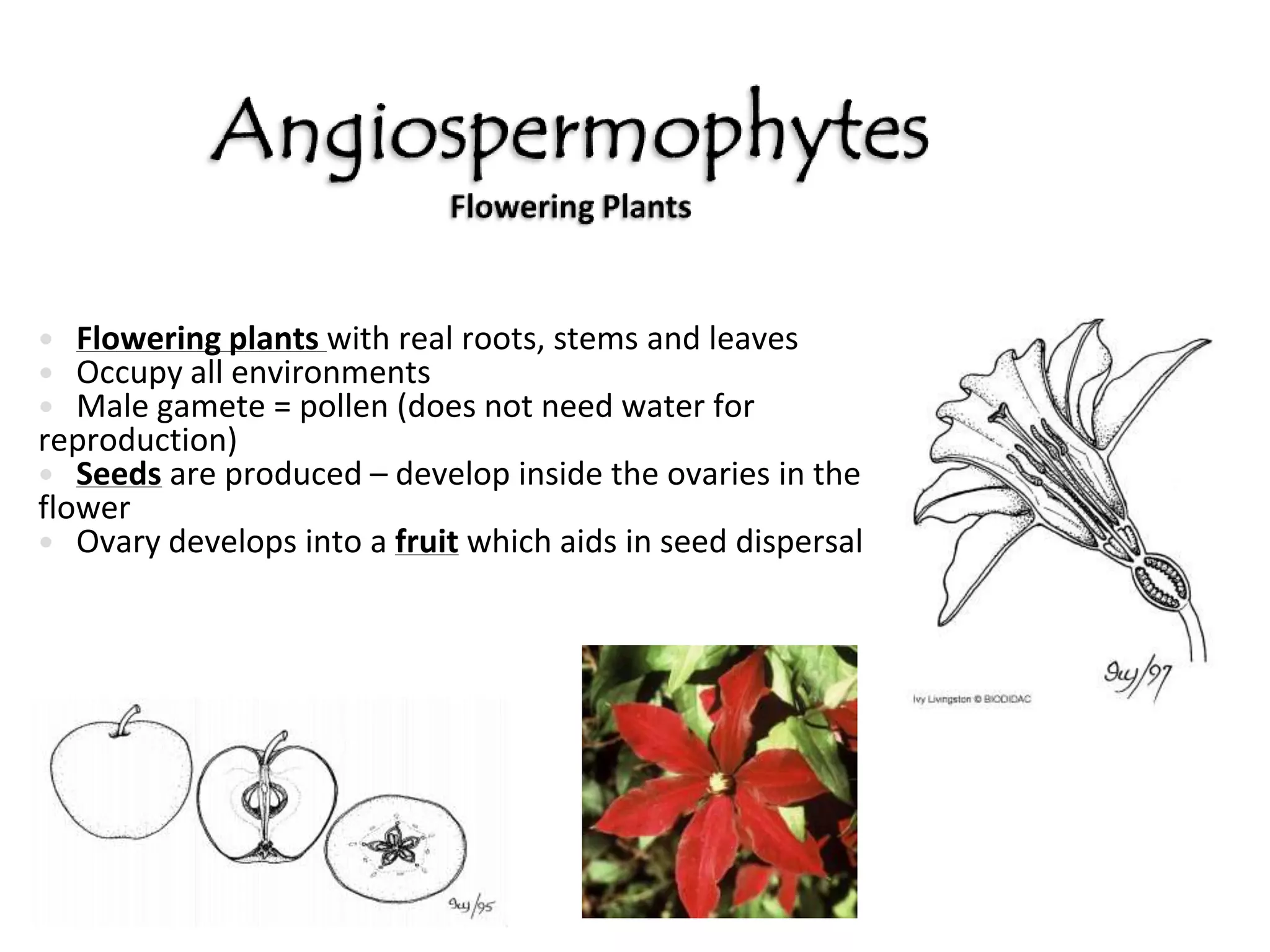 Marsupials = pouch (where baby finishes its development)