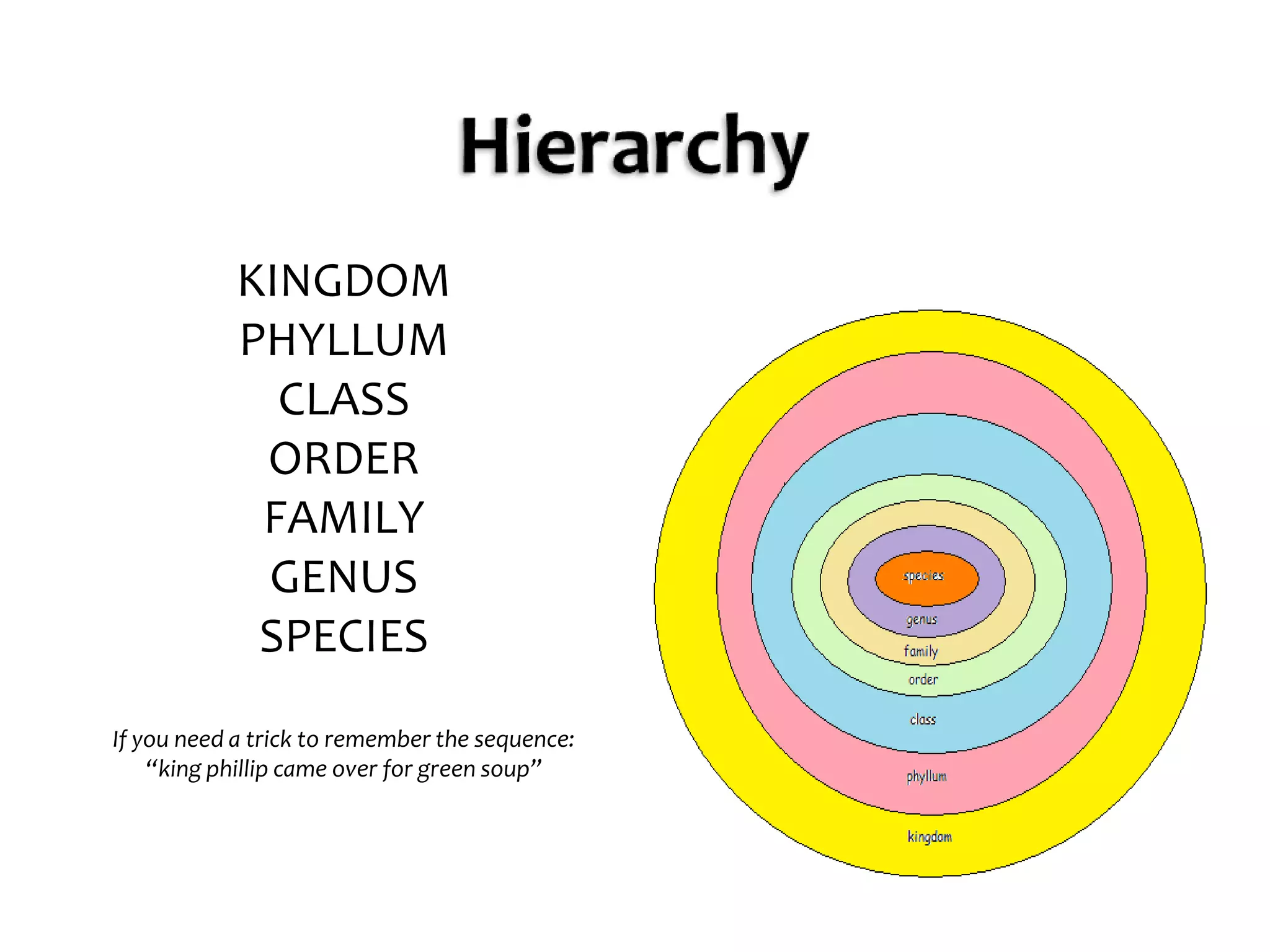 HierarchyKINGDOMPHYLLUMCLASSORDERFAMILYGENUSSPECIESIf you need a trick to remember the sequence:“king phillip came over for green soup”