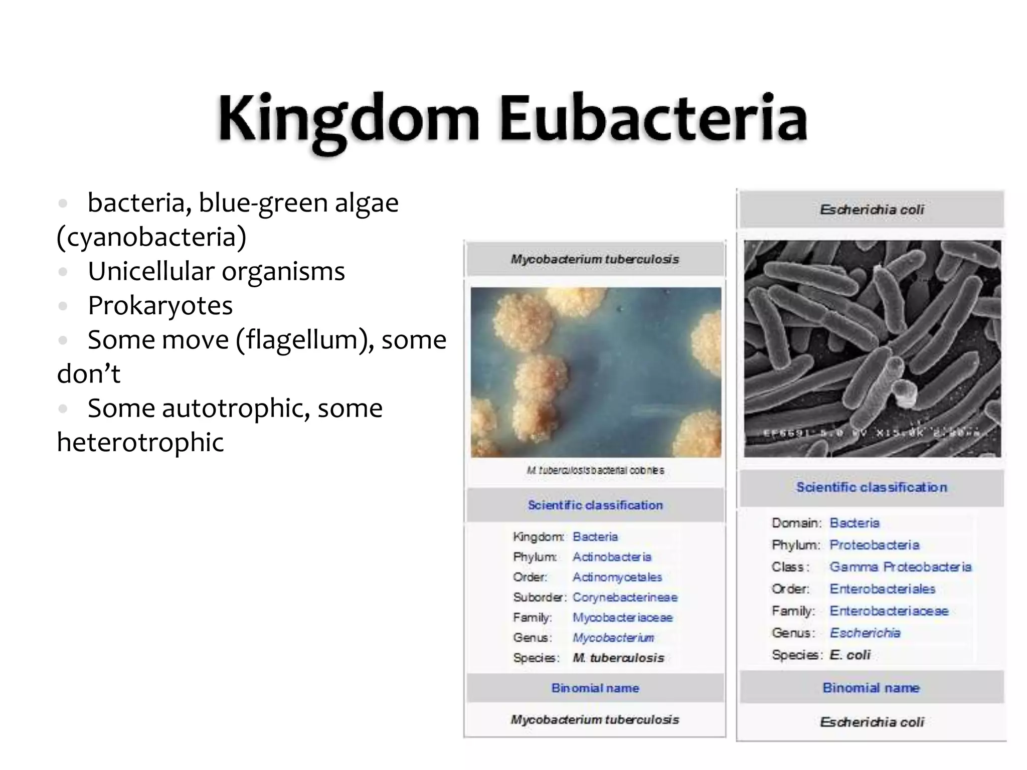 Kingdom Eubacteriabacteria, blue-green algae (cyanobacteria)Unicellular organismsProkaryotesSome move (flagellum), some don’tSome autotrophic, some heterotrophic
