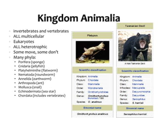 Kingdom Animaliainvertebrates and vertebratesALL multicellularEukaryotesALL heterotrophicSome move, some don’tMany phyla:Porifera (sponge)Cnidaria (jellyfish)Platyhelminthe (flatworm)Nematoda (roundworm)Annelida (earthworm)Arthropoda (ant)Mollusca (snail)Echinodermata (sea star)Chordata (includes vertebrates)