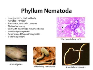 PhyllumNematodaUnsegmented cylindrical bodyNematos= “thread"Freshwater, sea, soil + parasitesBilateral symmetryBody with 2 openings: mouth and anusNervous system presentRespiration: diffusion through skin Separate gendersWuchereriabancroftiLarva migransFree living nematodeAscarislumbricoides