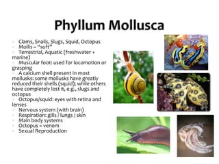 Phyllum MolluscaClams, Snails, Slugs, Squid, OctopusMollis – “soft”Terrestrial, Aquatic (freshwater + marine)Muscular foot: used for locomotion or graspingA calcium shell present in most mollusks: some mollusks have greatly reduced their shells (squid); while others have completely lost it, e.g., slugs and octopusOctopus/squid: eyes with retina and lensesNervous system (with brain)Respiration: gills / lungs / skinMain body systemsOctopus = venomSexual Reproduction