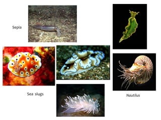 SepiaSea  slugsNautilus