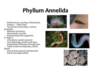 Phyllum AnnelidaEarthworms, Leeches, PolychaetesAnellus =  "little ring”Terrestrial, freshwater, marine, parasitesBilateral symmetryMovement: musclesBody divided into segments (“rings”)Circulatory system presentTwo openings: mouth and anusRespiration: diffusion through skinFood: small invertebrates, earth, bloodSexual and asexual reproductionSome hermaphrodites