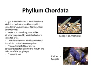 Phyllum Chordata97% are vertebrates -- animals whose skeletons include a backbone (which include Fish, Amphibians, Reptiles, Birds and Mammals)Notochord: an elongate rod-like structure replaced by vertebral column in vertebratesDorsal nerve cord: a hollow tube that turns into central nervous systemPharyngeal gill slits or clefts: structures located behind the mouth and in front of the esophagusEndoskeletonLancelet or AmphioxusAscidea or Tunicata