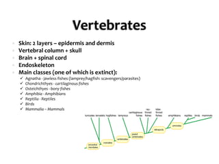 VertebratesSkin: 2 layers – epidermis and dermisVertebral column + skullBrain + spinal cordEndoskeletonMain classes (one of which is extinct): Agnatha - jawlessfishes (lamprey/hagfish: scavengers/parasites)  