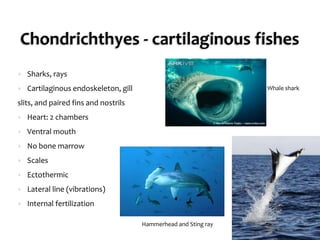 Chondrichthyes - cartilaginous fishes 