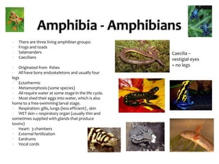 Amphibia - Amphibians 